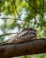 Indian nightjar or Caprimulgus asiaticus perched on branch in natural scenic green background at keoladeo national park forest bharatpur bird sanctuary rajasthan india asia