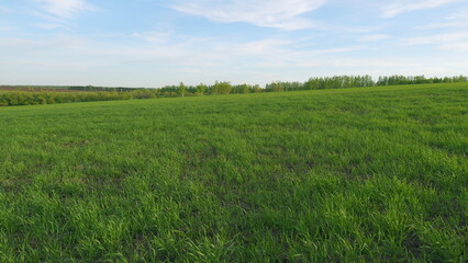 Obraz premium Agriculture Farm. Grain Green Healthy Wheat Trunks. Green Grass Sways In Wind Beautiful Green Wheat Field Agriculture Farm Concept. Agro Industry.