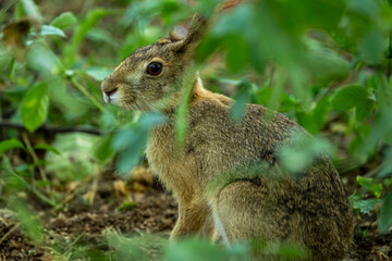 wild indian hare or black naped hare or Lepus nigricollis camouflage in green grass in his natural habitat in winter season safari at ranthambore national park forest tiger reserve rajasthan india