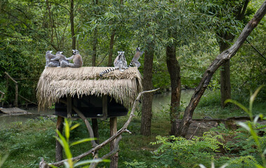 A group of lemurs sitting on the roof of a shelter in a zoo exhibit. Friends, group, family. Lemurs in the zoo, grooming, lemurs watching the surroundings. © Janiel Kaffe
