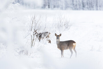 Couple of Roe deer standing still on a snowy day in rural Estonia, Northern Europe