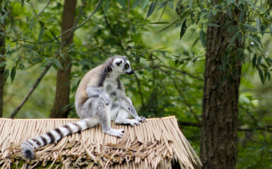 A ringed lemur sitting on a reed roof. Ring-tailed lemur resting on the roof of the house in the zoo exhibit- Ring-tailed lemur, monkey, stripes, tail. Trees and nature in the background