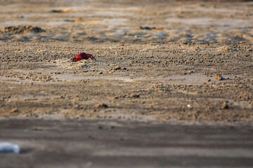 Red Crab Peeking Out from Its Burrow on a Sandy Beach