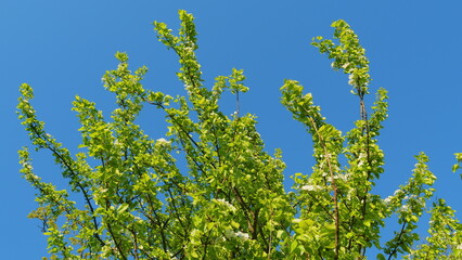 Blooming White Pear Flowers Morning Sunlight. White Flowers On A Tree In Soft Sunset. Pear Blossom. White Buds. Fruit Tree Flower.