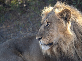 African Lion in Zimbabwe Hwange National Park