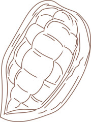 Line art illustration of a cacao pod split open, showing seeds inside.