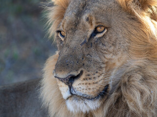 African Lion in Zimbabwe Hwange National Park