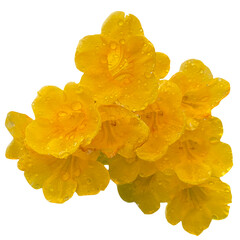 yellow flower isolated on white background