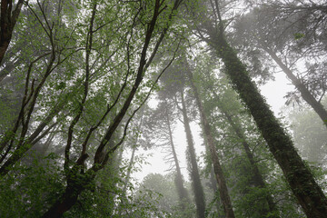 Naklejka premium Low angle view of Landscape of autumn trees with fog in the forest.