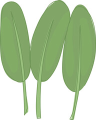 Illustration of Fresh Green Spinach Leaves.