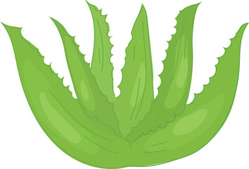 Vector illustration of an aloe vera plant with vibrant green, spiky leaves.