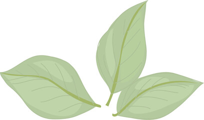 Illustration of Three Pale Green Leaves.