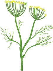 A vector illustration of a dill plant featuring green stems, feathery leaves, and clusters of tiny yellow flowers, ideal for botanical themes.