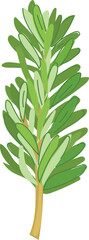 Illustration of Fresh Rosemary Sprig.
