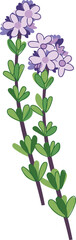 Vector illustration of thyme sprigs with green leaves and delicate purple flowers.