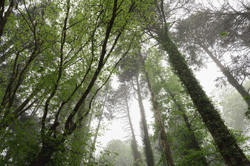 Fototapeta premium Low angle view of Landscape of autumn trees with fog in the forest.
