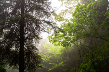 Low angle view of Landscape of autumn trees with fog in the forest.