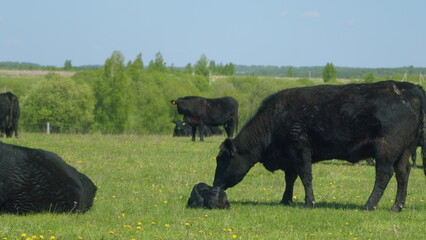 Black Angus Cows In A Grassy Field On A Bright And Sunny Day. Cows On Green Meadow. Cows Grazing On...