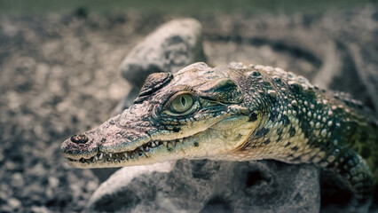 crocodile head isolated close up on a green background