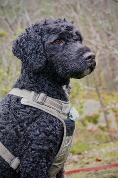 portrait of a black dog sitting outside in the forest
