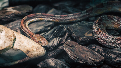 dangerous snake hunting in the forest