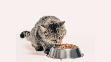 gray cat mongrel with a bowl of dry food
