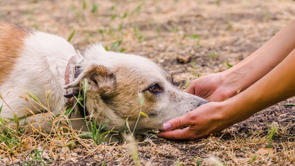 pet care outbred dog head in female hands on the lawn