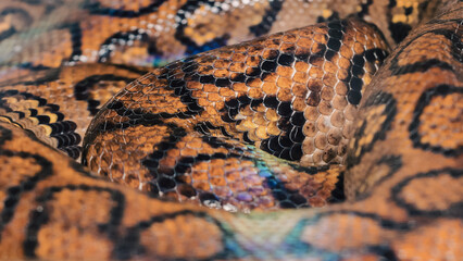 Bright Yellow anaconda Boa Snake skin abstract textured Pattern