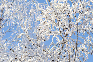 Frosty Grey alder branches during a sunny and cold day near Kuusamo, Northern Finland