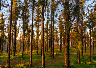 Fototapeta premium Pine forest at sunset in Gran Canaria