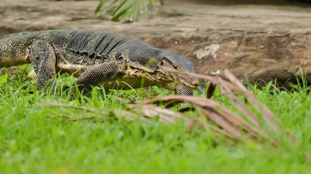 large monitor lizard walks in the park