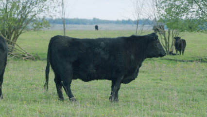 Young Black Angus Cow On Pastures. Black Angus Cows As Herd. Sunset On Countryside. Beef Cows And Calves Grazing On Grass On A Beef Cattle Farm.