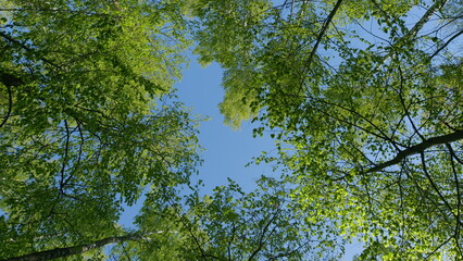 Obraz premium Branches Of Tree Is Beautiful Bright Green Leafs. Sun Light In Green Foliage Background. Concept Of Summer Nature And Sunny Sky.