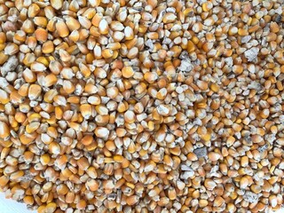 seeds background seeds background Corn grains quality check damage starch broken seed and high contamination animal feed