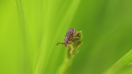 Tick Or Ixodes Ricinus Waiting For Its Victim On A Grass Blade. Infectious Parasitic Insect Ixodid Tick Or Mite Crawls.