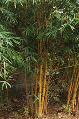 Obraz premium Bamboo trees are planted in a row.