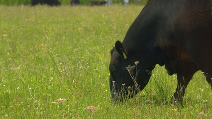 Young Black Angus Cow On Pastures. Black Angus Cows As Herd. Sunset On Countryside. Beef Cows And...