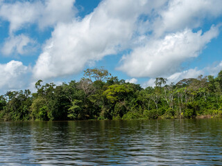 Amazon river landscape with rainforest.