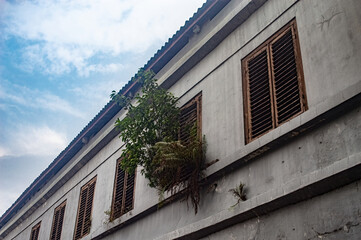 An old building with wooden shutters and plants growing out of the windows, showcasing nature reclaiming urban spaces