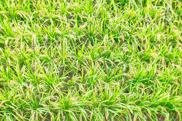 green grass background