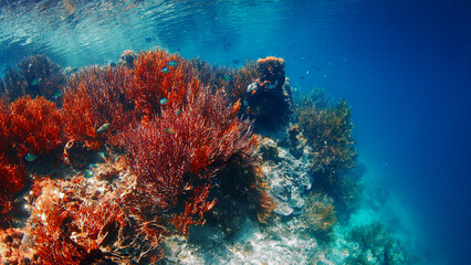 Sunlight shining through water surface of coral reef. Raja Ampat, Indonesia