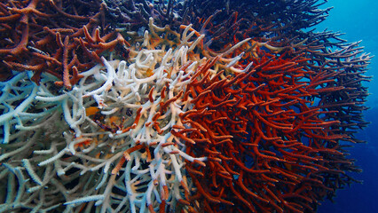 Staghorn coral suffering from coral bleaching with some remaining healthy brown polyps. Raja Ampat, Indonesia