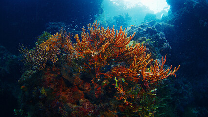 Sunlight illuminates a vibrant coral reef, showcasing its beauty and the marine life it supports....