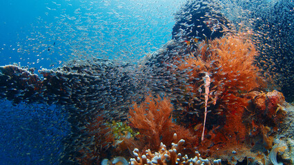 Underwater scene featuring a school of fish gracefully swimming alongside a vibrant coral reef....