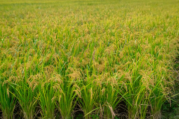 green rice field