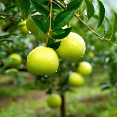 Wet fresh fruits hanging on a tree