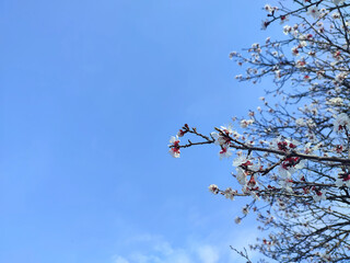 Branches of blossoming cherry, sakura with buds with soft focus on gentle light blue sky background. Beautiful floral spring abstract nature background. Beginning of flowering