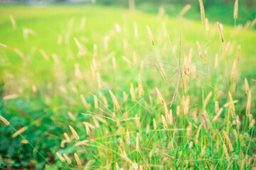 green grass background