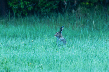 Mountain hare eating a Dandelion on a green field during an early summer morning near Kuusamo, Northern Finland