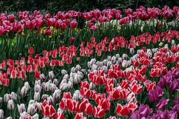 field of tulips